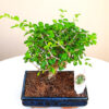 Bonsai Carmona