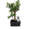 Bonsai Portulacaria 35 εκ.