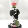 Forever Bicolor Pink (Large+/H 4.5cm x D 6.5cm)