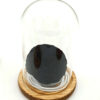 Forever Black Bonita (XXL H 5.5cm x D 9.5cm)