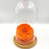 Forever Orange Bonita