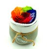 Forever Rainbow Red Bonita (XXL/H 5.5cm x D 9.5cm) Σε Pot