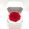 Forever Red Bonita (XXL/H 5.5cm x D 9.5cm) Σε Λευκό Κουτί