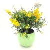 Genista
