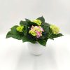 Ορτανσία Ροζ