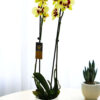 Phalaenopsis Bicolor yellow