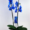 Phalaenopsis Blue Magic