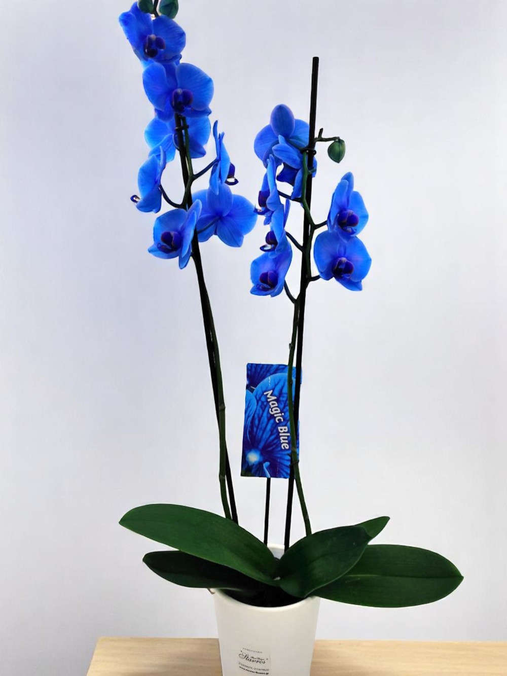 Phalaenopsis Blue Magic