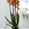 Phalaenopsis Brown