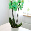 Phalaenopsis Dyed green