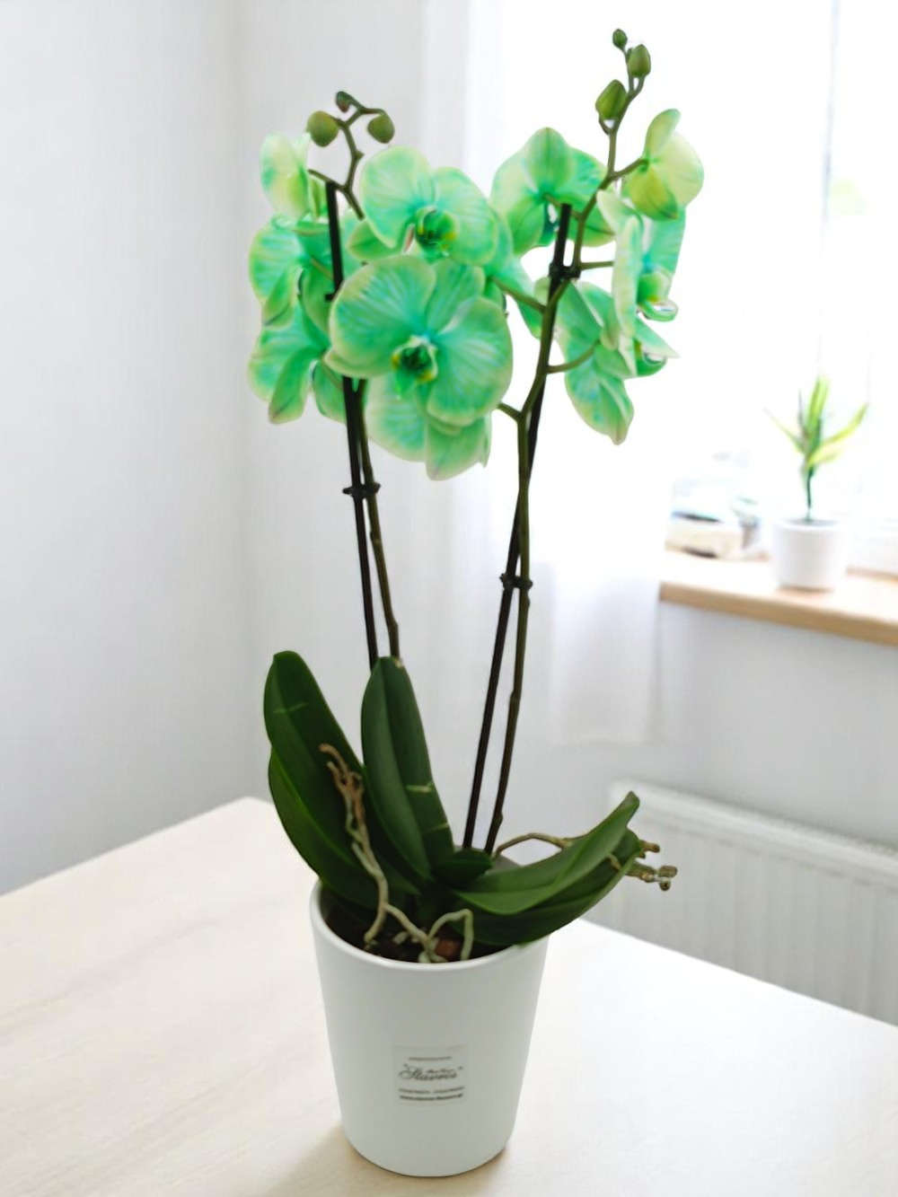 Phalaenopsis Dyed green