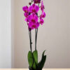 Phalaenopsis Fuchsia