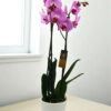 Phalaenopsis Pink