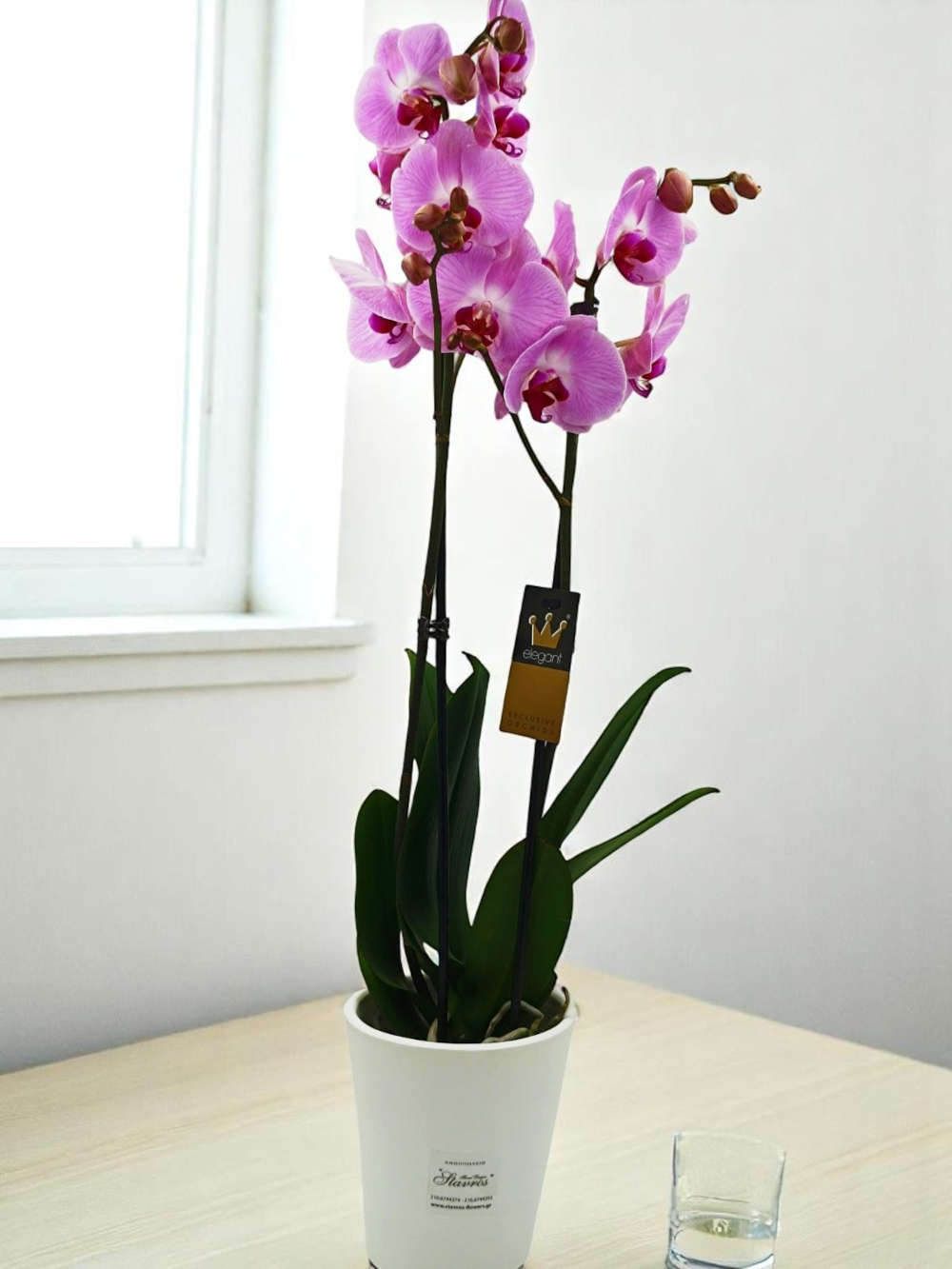 Phalaenopsis Pink
