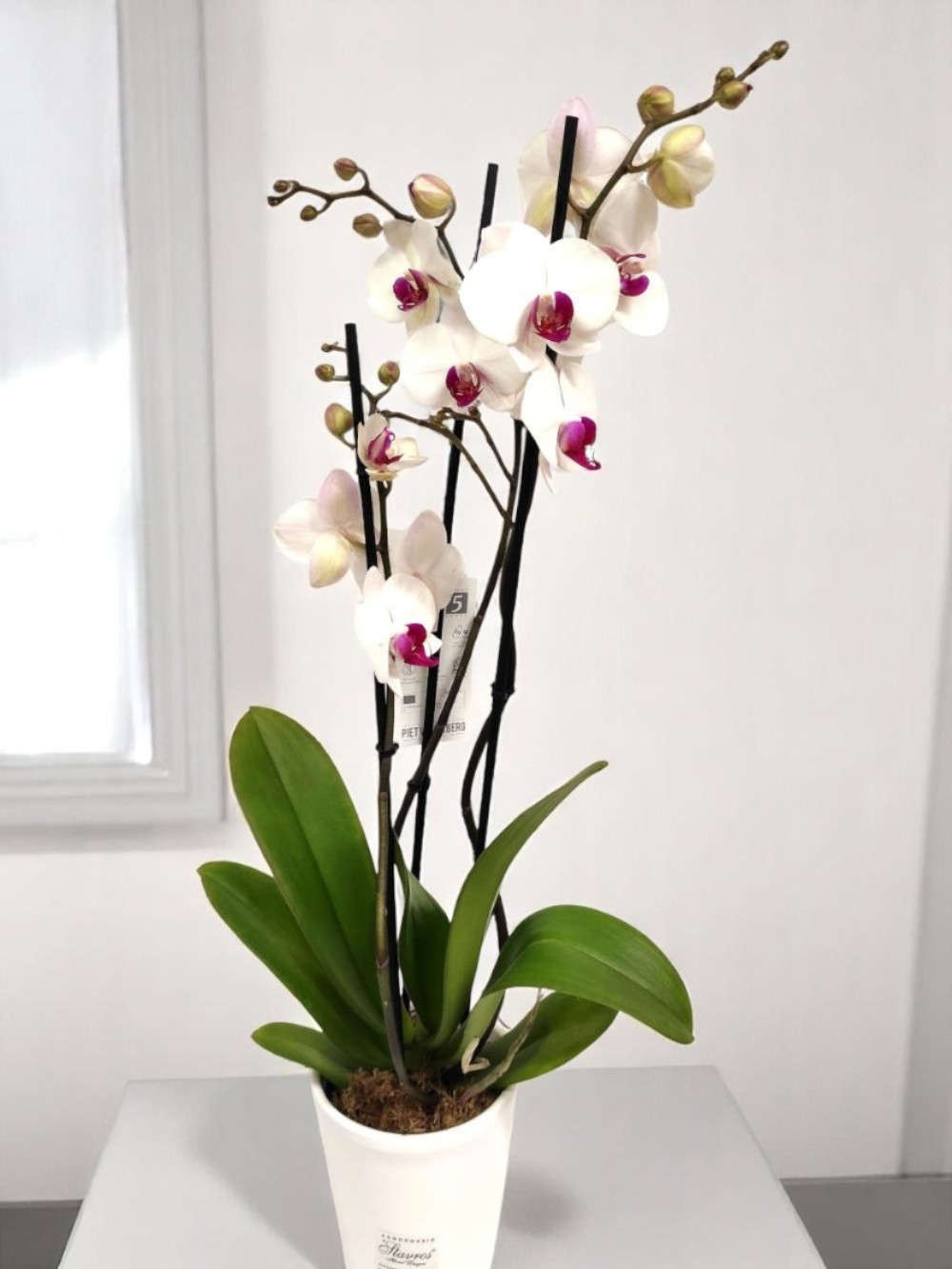 Phalaenopsis Red Lips