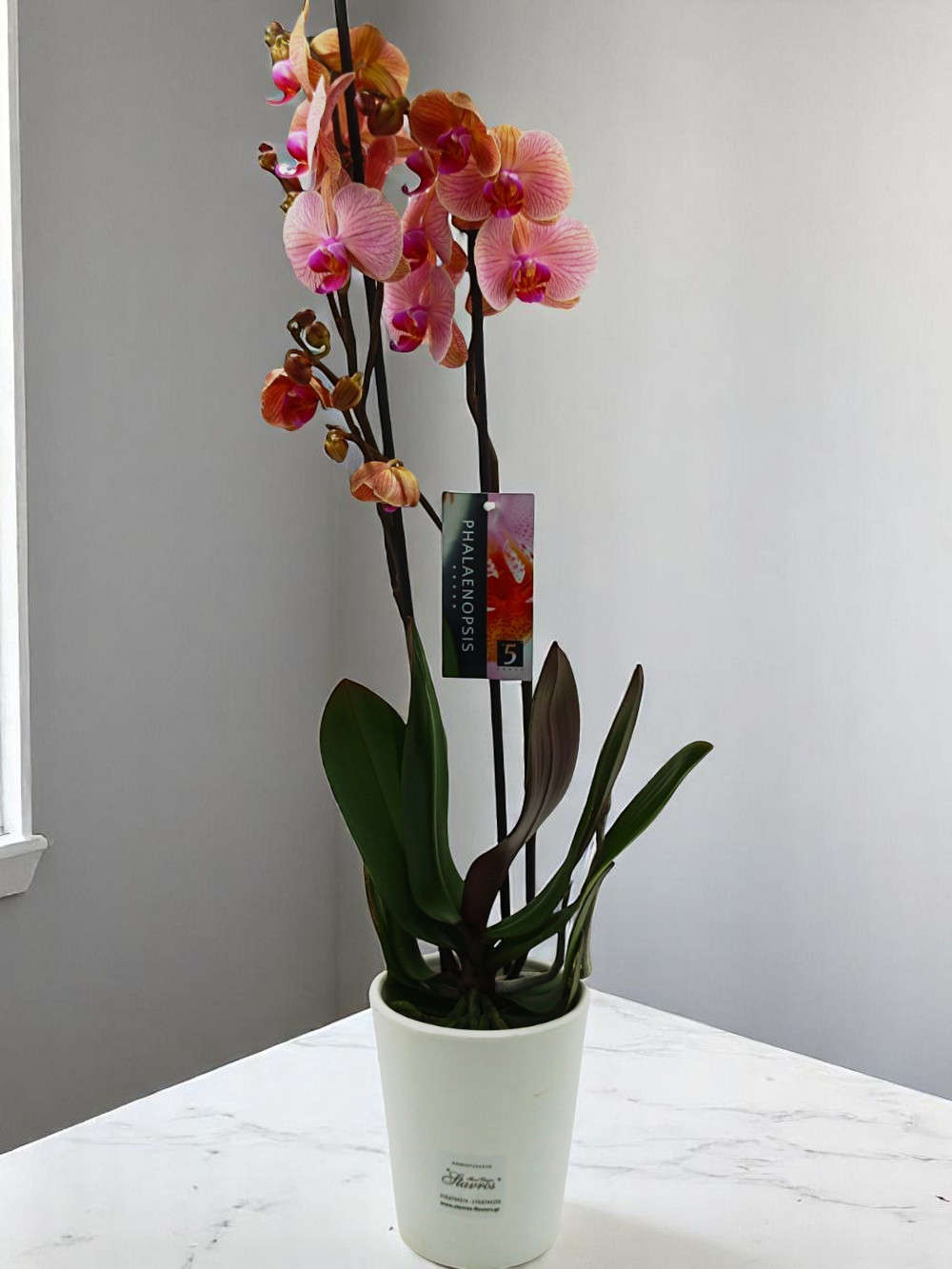 Phalaenopsis Σάπιο Μήλο