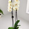 Phalaenopsis White