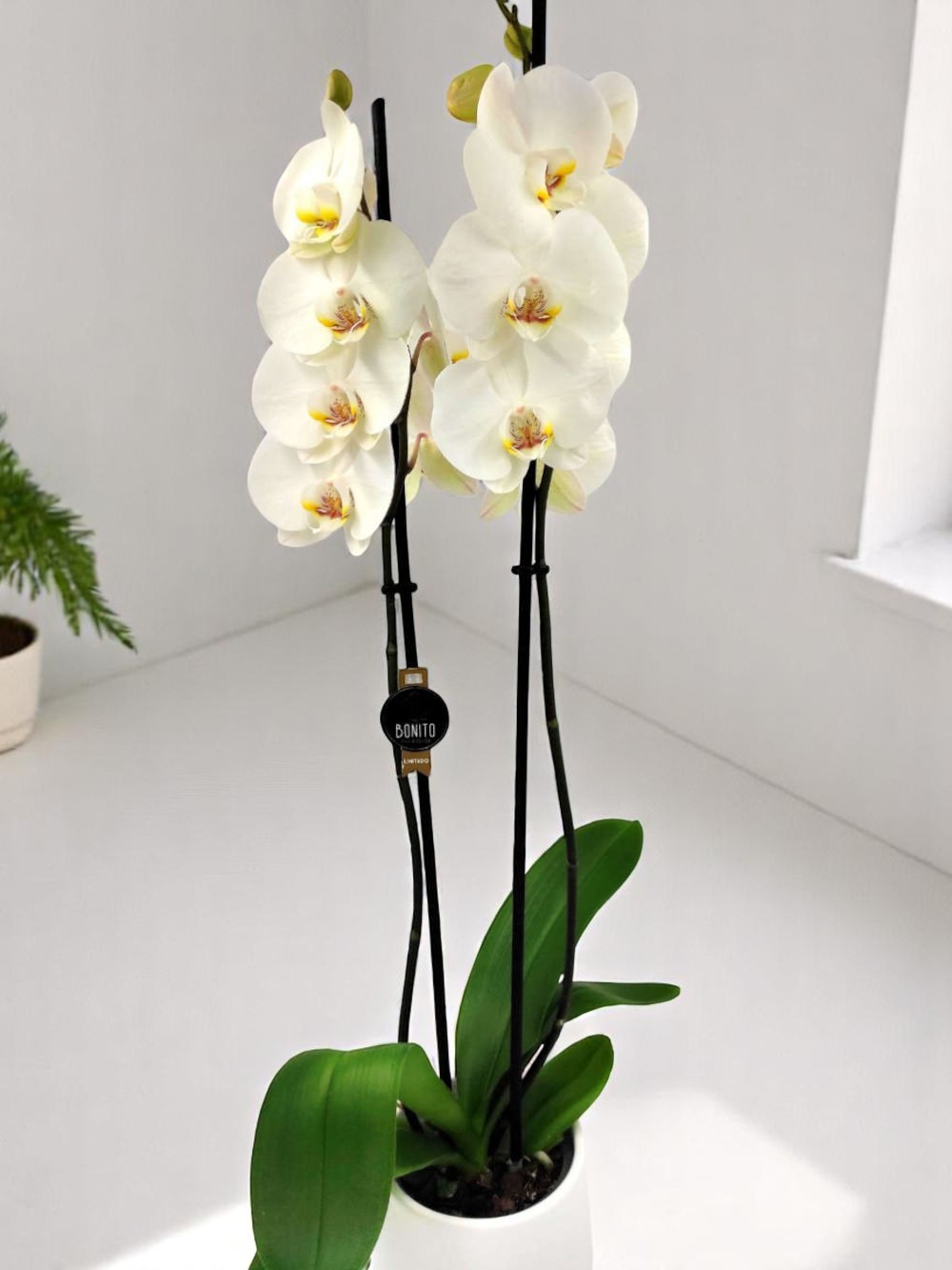 Phalaenopsis White
