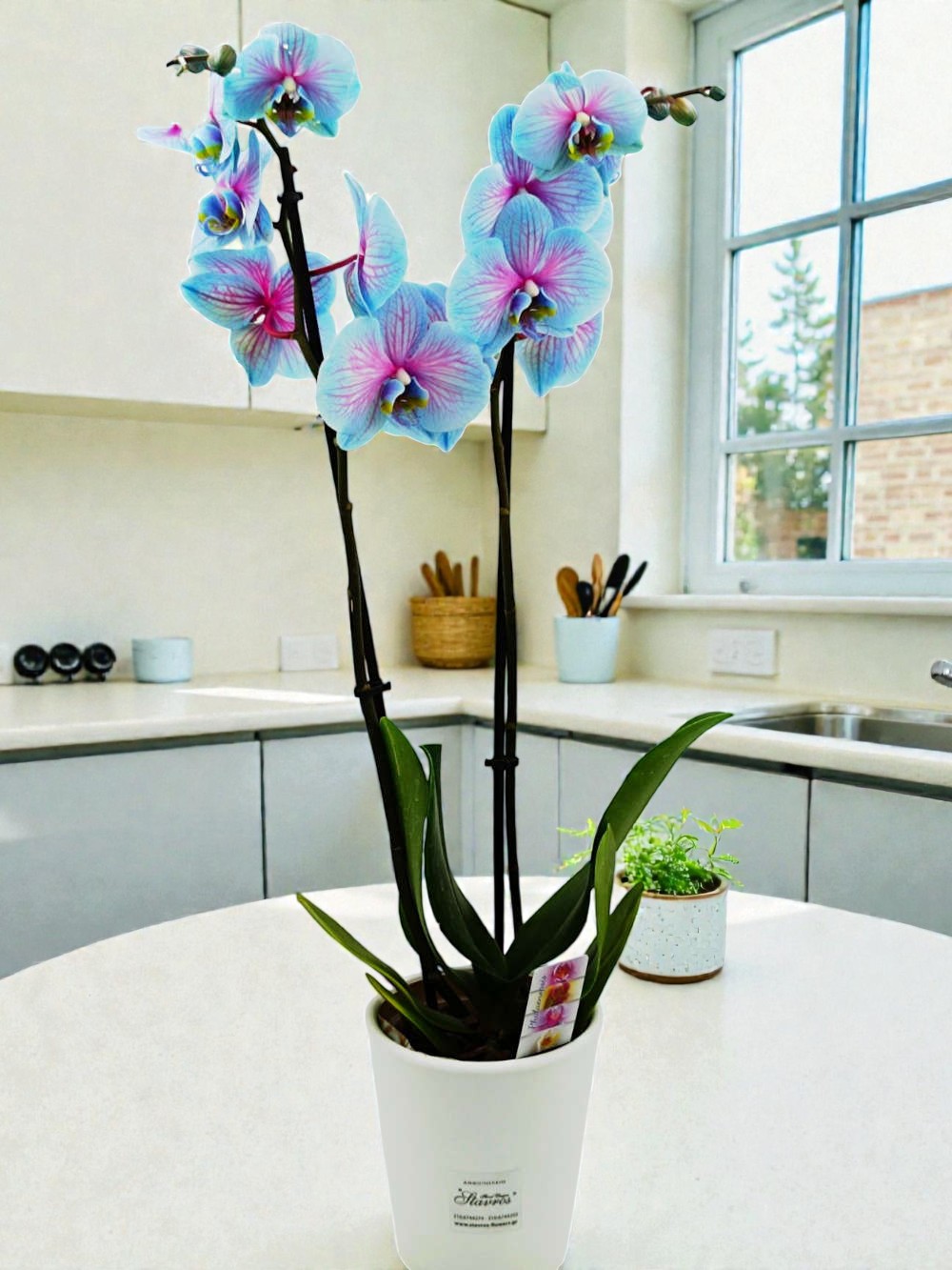Phalaenopsis Wonder