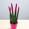 Sansevieria Fuchsia 33cm.
