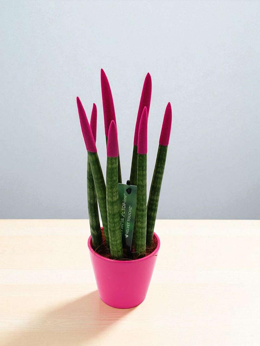 Sansevieria Fuchsia 33cm.