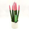 Sansevieria Pink 33 cm.