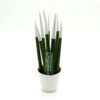 Sansevieria White 33 cm.