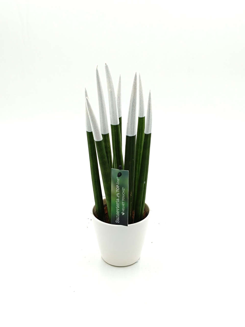 Sansevieria White 33 cm.