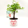 Bonsai Sageretia