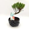 Bonsai Syzygium