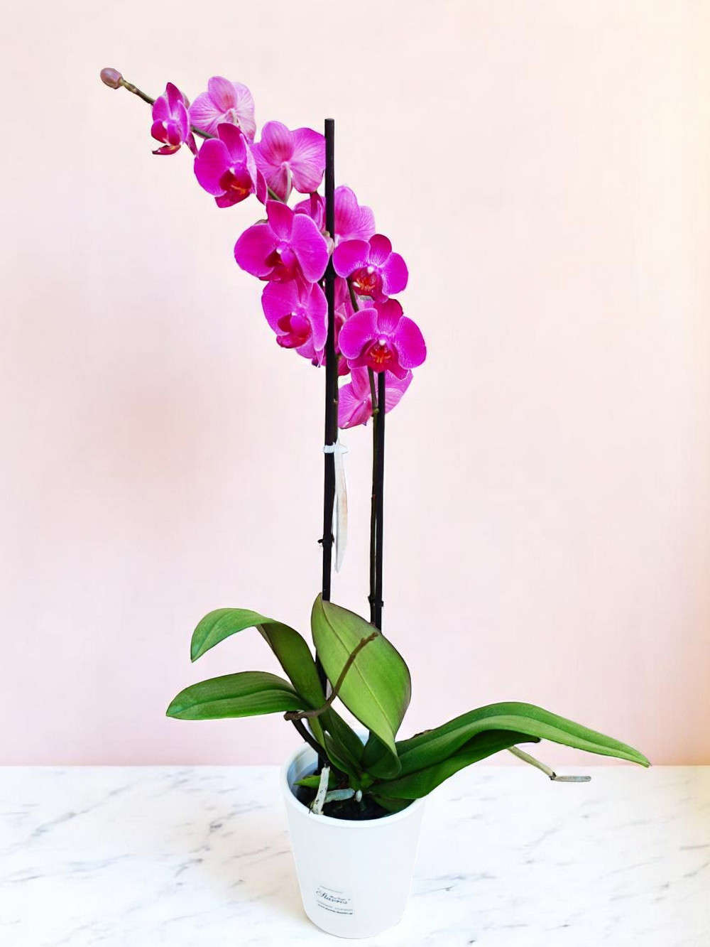 Phalaenopsis Dark Fuchsia
