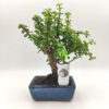 Bonsai Portulacaria