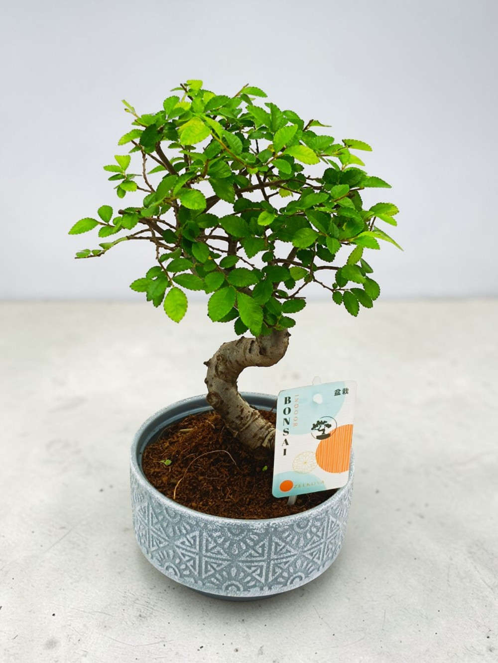 Bonsai