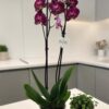 Phalaenopsis Bicolor Fuchsia