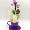Phalaenopsis Mini Bicolor Fuchsia