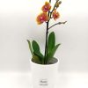 Phalaenopsis Mini Bicolor Orange