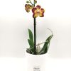 Phalaenopsis Mini Bicolor Red