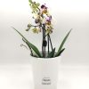Phalaenopsis Mini Bicolor White