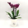 Phalaenopsis Mini Dark Fuchsia