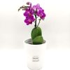 Phalaenopsis Mini Fuchsia