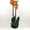 Phalaenopsis Orange