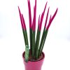 Sansevieria Fuchsia 40cm