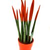 Sansevieria Orange 40cm