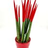 Sansevieria Red 40cm