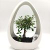 Bonsai Arrangement 32cm