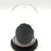 Forever Black Bonita (XXL H 5.5cm x D 9.5cm)