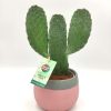 Opuntia Console 35cm