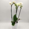 Phalaenopsis Cascade White
