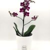 Phalaenopsis Mini Cherry