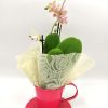 Phalaenopsis Mini Light Pink